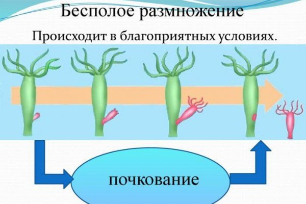 Кракен купить порошок